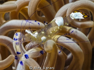 Periclemenes sp. on anemone by Alex Varani 